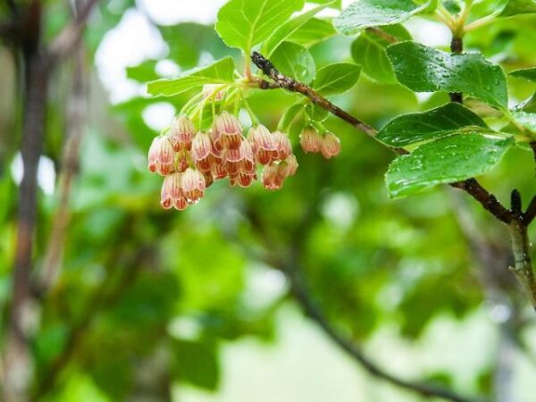 サラサドウダンツツジ（町の花）